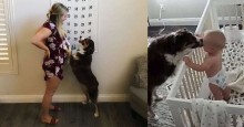 Proteção canina: bebê dorme sob supervisão de seu cão e quando chora recebe beijinhos (veja o vídeo)