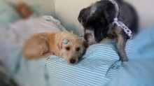 Cachorros ficam do lado de hospital por semanas à espera de dono internado