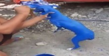 Homem que coloriu cão de azul é detido por polícia e terá de explicar a situação diante de um juiz