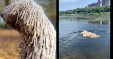 Cadelinha de raça exótica é confundida com vassoura gigante ao nadar em lago (veja o vídeo)