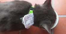 Gatinho malandro mantinha secretamente vida dupla e tinha duas famílias