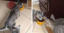 Falsidade ‘gateológica': jovem pensa que perdeu gato, acha outro parecido e acaba com dois em casa