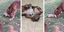 Cão e tatu que se conheceram em pousada de MG viram melhores amigos e encantam internet