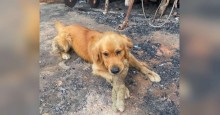Cãozinho golden retriever que perdeu sua casa em incêndio na Austrália reencontra seu brinquedo favorito