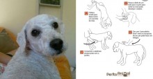 Após seu cãozinho falecer engasgado, professora escreve post ensinando como agir e texto viraliza