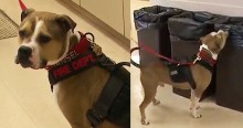 Pit bull retirado de rinha no Canadá ganha amor e 'cargo' especial nos Bombeiros (veja o vídeo)