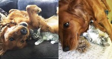Cachorrinha afastada precocemente de seus filhotes volta a ser feliz após acolher gatinho fofinho