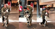 Cão border collie faz a maior festa à dona que ficou quase um ano longe a trabalho (veja o vídeo)