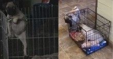 Vídeo: cachorro pug cria armadilha para prender irmãzinha em mini jaula, e ela cai