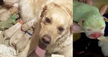 'Ovelha verde' da família: cadela golden retriever dá à luz a filhote esverdeado