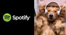 Com base em pesquisa, Spotify lança playlist para aliviar estresse de cães que ficam sozinhos