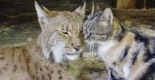 Gatinho entra escondido em zoológico e faz amizade com lince selvagem (veja o vídeo)