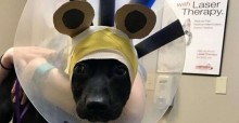 Veterinário faz as orelhinhas mais fofas para cães que acabaram de sair de cirurgias