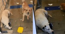 Buscando se refrescar, cães vão até agência bancária, acabam presos e chaveiro os liberta (veja o vídeo)
