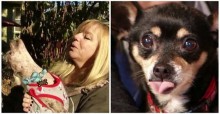 Professora aposentada transforma casa em abrigo para cães idosos: 'Merecem descansar'