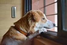 Tutores que viajam e deixam pets sozinhos em casa podem ser multados e até perder os animais