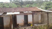 Abrigo de cães é destruído por forte chuva em Carapicuíba (SP); ONG pede doações