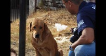 Homem é morto, cachorro acompanha tudo e não saí do lado do corpo do dono