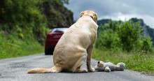 Deputada Carla Zambelli cria Projeto de Lei que aumenta a pena para o crime de maus-tratos a animais