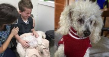 Menino chora antes de sua cachorra ser sacrificada e comove a internet