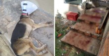 Indignação: Cão de Policial Militar é agredido a golpes de facão e gera revolta em SP
