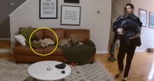 Em vídeo viral, cachorro ajuda dono a carregar roupa suja para lavar (veja o video)