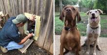 Vizinhos facilitam amizade entre cães criando uma janelinha para eles conversarem