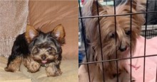 Após mais de uma década, família reencontra Yorkshire terrier desaparecida e fica perplexa