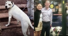 Pitbull que ficou 1000 dias em abrigo na espera por um lar finalmente ganha um