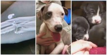 Cadela que foi baleada grávida amamenta seus bebês em hospital veterinário