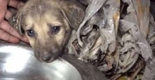 Quatro cachorros cobertos e imobilizados por substâncias químicas são salvos e tratados por ONG