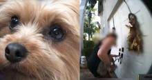 Yorkshire morre durante passeio com cuidadora contratada por aplicativo