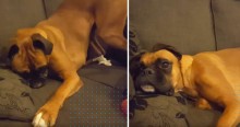 Cachorro boxer deixa sua bolinha cair e faz a maior birra para dona alcançá-la