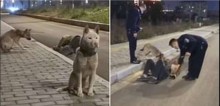 Cães leais cuidam de dono que caiu alcoolizado na rua, não saindo de perto dele (veja o vídeo)