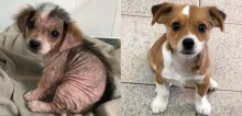 Filhote que teve pele descamada por negligência se recupera incrivelmente rápido ao ganhar lar amoroso