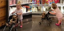 Em vídeo viral fofinho, cão yorkshire adora fazer compras com sua pequena dona em supermercado