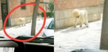 Homem foge de quarentena se fantasiando de cachorro na Espanha
