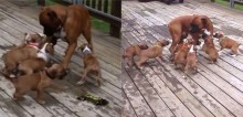 Cachorro descobre o que é a paternidade ao ser rodeado por seus filhotes; veja o vídeo