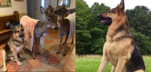 Cachorro pastor alemão é apaixonado por cuidar de animais selvagens órfãos