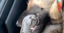 Em vídeo bizarro, cão é flagrado ‘devorando’ gato no carro do dono: ‘Brincadeira entre amigos’