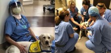 'Cãoterapeuta' conforta profissionais da saúde em hospital no combate ao coronavírus