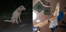 Dono morre atropelado em estrada e seu cão permanece ao seu lado até chegada da polícia em RO