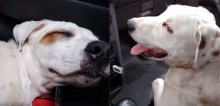 Homem vai à farmácia, encontra cachorro de rua dormindo em seu carro e acaba o adotando (veja o vídeo)