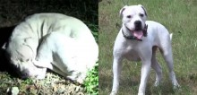 Cachorro de rua machucado encontrado todo enroladinho é acolhido por abrigo e se recupera (veja o vídeo)