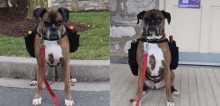 Cão boxer vira entregador de vinícola fechada por conta do coronavírus: ‘Todos adoram ele’
