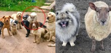 Ovelha pensa que é um cachorro e passa a viver ao lado deles em fazenda