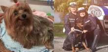 Cão yorkshire fica sozinho após donos serem hospitalizados com covid-19 e ONG o socorre