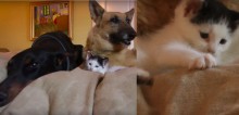 Gatinho resgatado ganha dois guarda-costas grandões: um pastor alemão e um dobermann (veja vídeo)