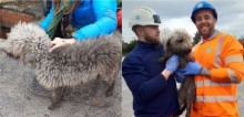Cachorra fica presa em esgoto por 24h ao tentar perseguir rato e precisou de engenheiros para salvá-la