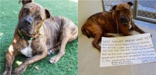 Triste por não ser adotado, pitbull para de comer e voluntários criam campanha emocionante para encontrar uma família para ele